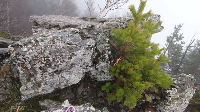 Coltii Foarfecii _blog 12