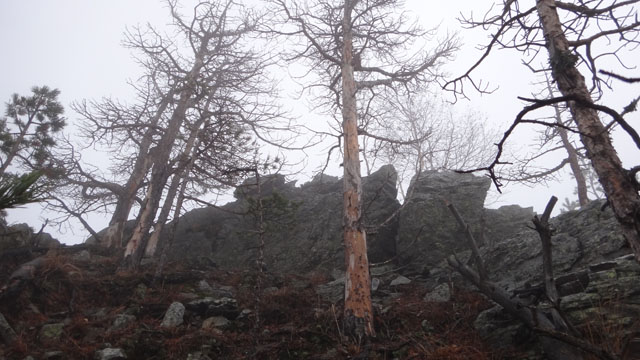 Coltii Foarfecii _blog 27