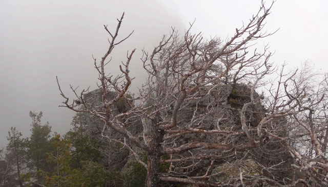 Coltii Foarfecii _blog 51