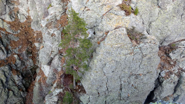 Coltii Foarfecii _blog 56