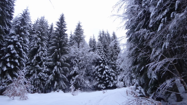 Galbinele sec iarna_blog 02