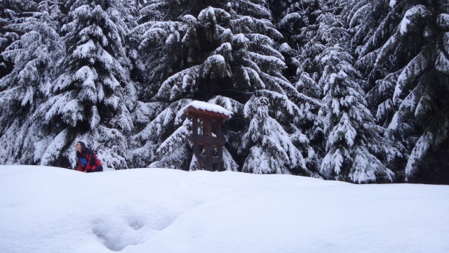 Galbinele sec iarna_blog 03