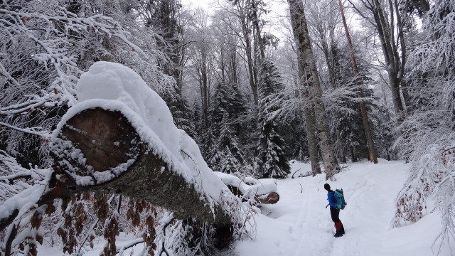 Galbinele sec iarna_blog 04