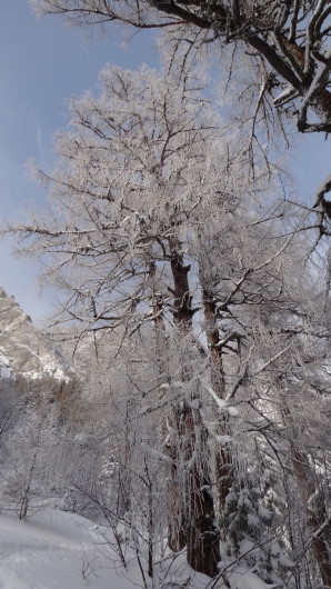 Galbinele sec iarna_blog 07