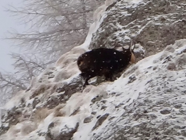 Galbinele sec iarna_blog 18