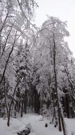 05_Cr Zaganu_Gropsoarele_iarna _blog