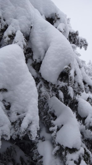 64_Cr Zaganu_Gropsoarele_iarna _blog