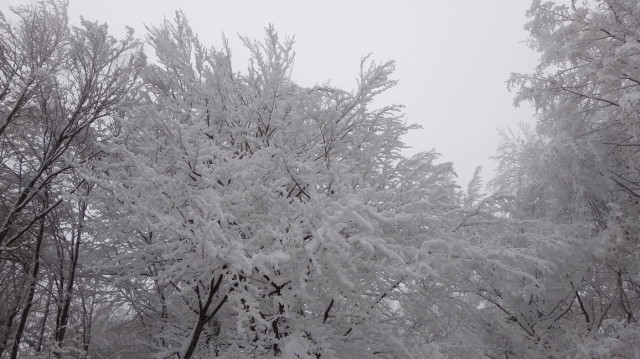 81_Cr Zaganu_Gropsoarele_iarna _blog