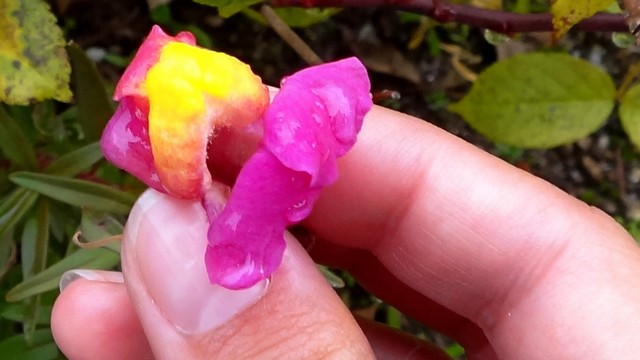 Manastirea Hurezi _blog 12