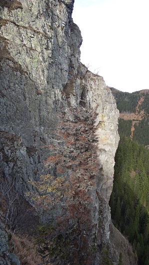 Bulzul_pe varf _blog 09