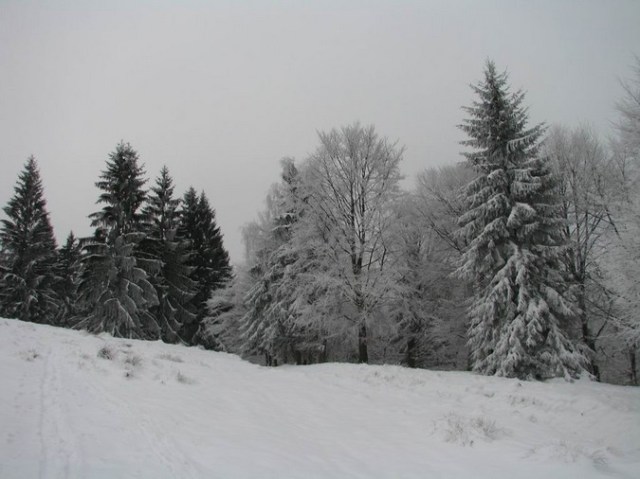 Cr Cocos_iarna _blog 08