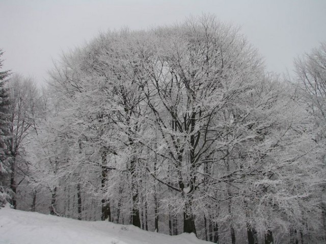 Cr Cocos_iarna _blog 09