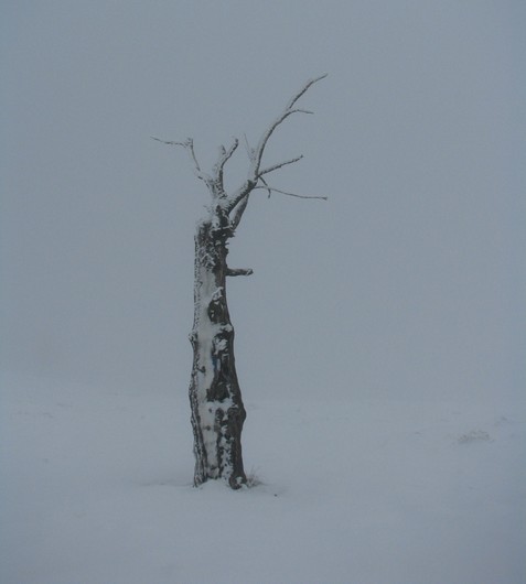 Cr Cocos_iarna _blog 18