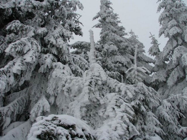 Cr Cocos_iarna _blog 28