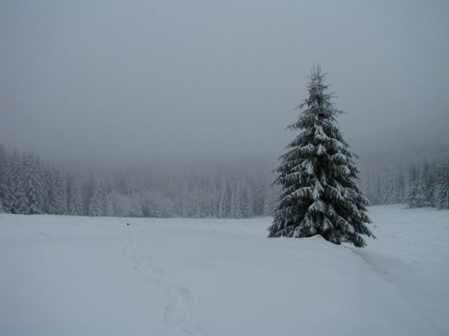 Cr Cocos_iarna _blog 33