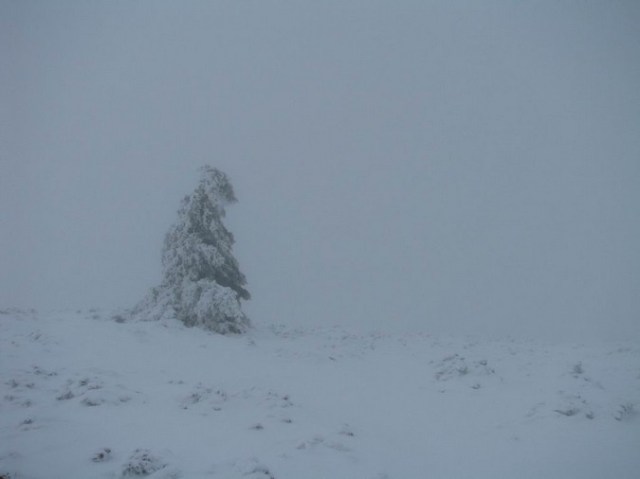 Cr Cocos_iarna _blog 79