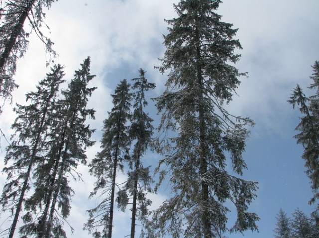 Giumalau_trav_iarna _blog 076