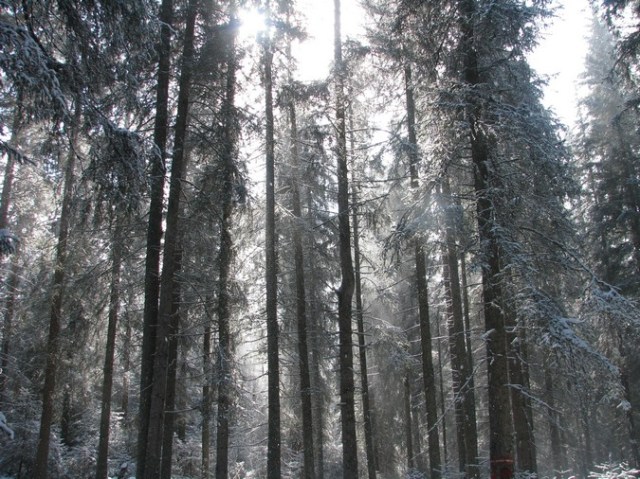 Giumalau_trav_iarna _blog 082