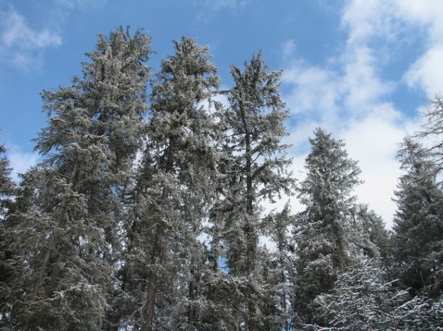 Giumalau_trav_iarna _blog 087