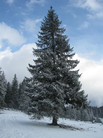 Giumalau_trav_iarna _blog 092