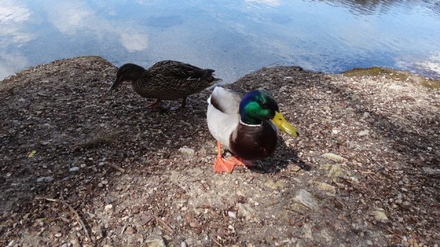Hohenschwangau _blog 32