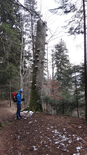 V Galbinele sec_iarna_14032015_blog 095