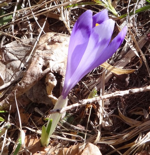 Albisoara Crucii_zapada_14042015_blog 009