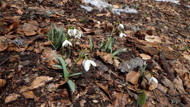 Albisoara Strungii_zapada_12042015_blog 009