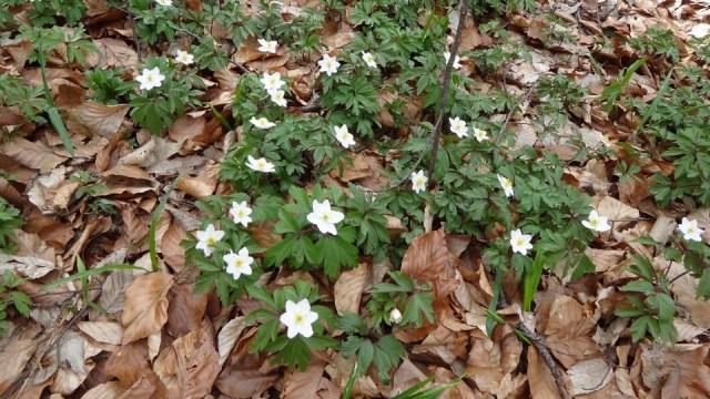 Pestera Valea Cetatii_13042015_blog 002